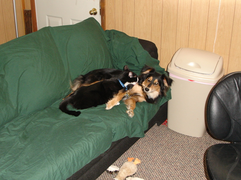 Coco and Sox