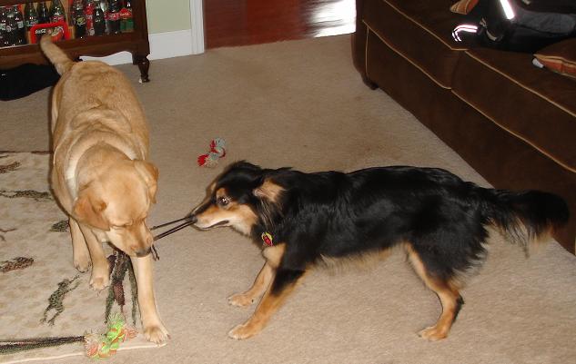 Onion and Coco