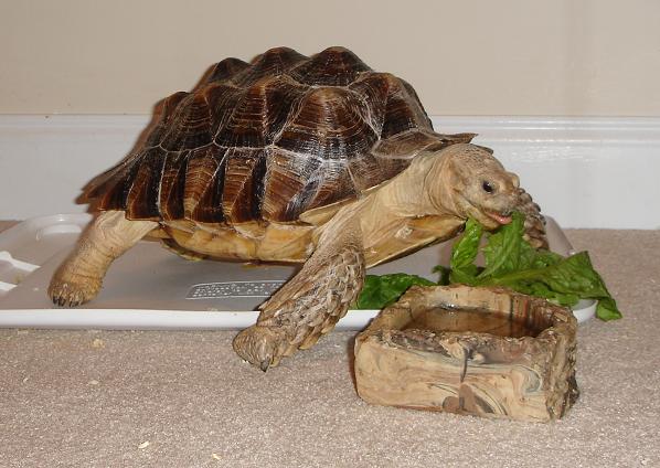 Turtle
