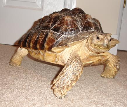 Turtle